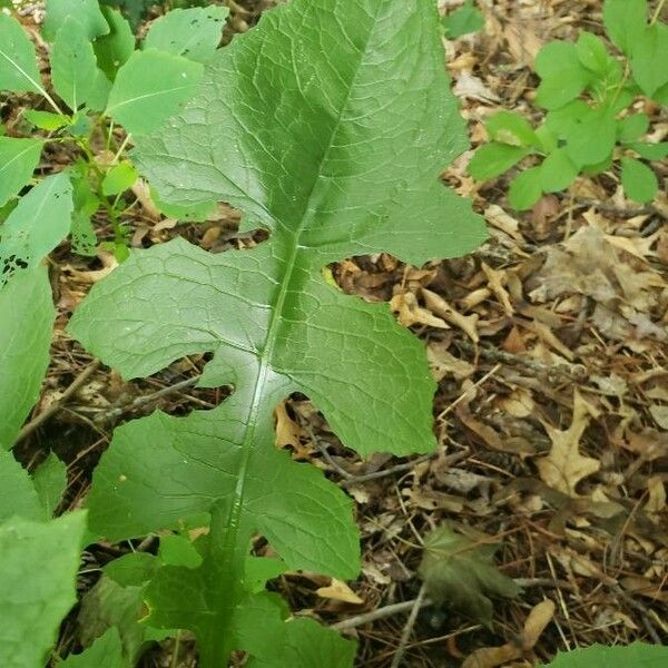 Lactuca floridana Blatt