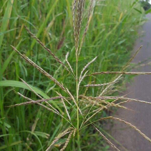 Bothriochloa bladhii Kukka