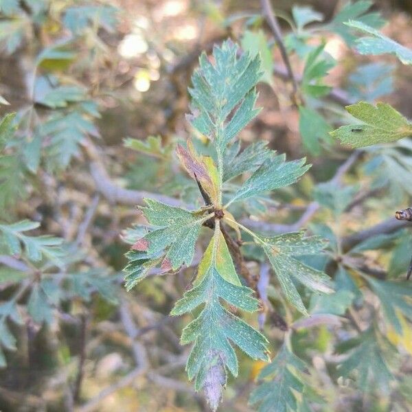 Crataegus laciniata List