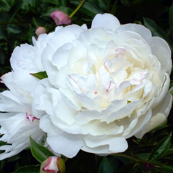 Paeonia lactiflora Flower