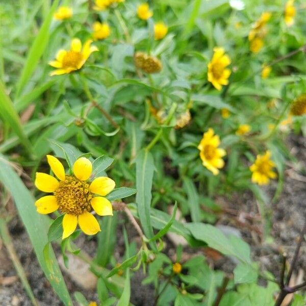 Bidens cernua Квітка