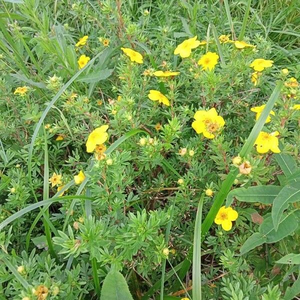 Potentilla aurea ফুল