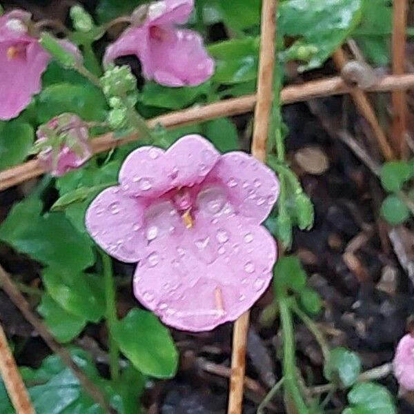 Diascia rigescens Flower