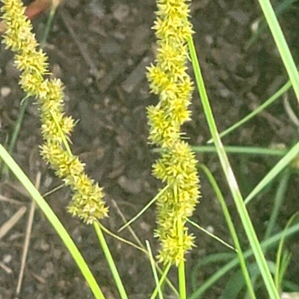 Carex vulpinoidea Цветок