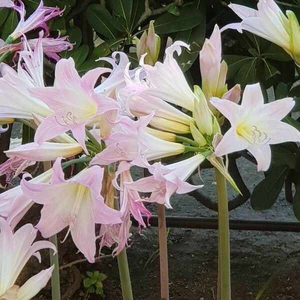 Amaryllis belladonna 花