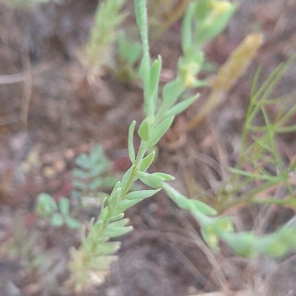 Thymelaea passerina Leaf