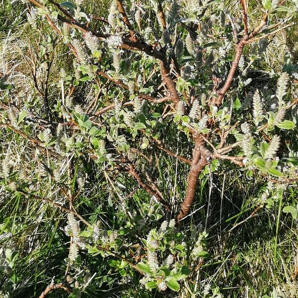 Salix glauca Fiore