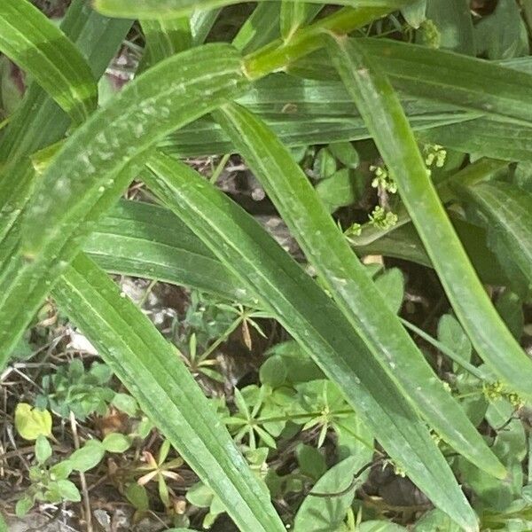 Lilium bulbiferum 葉