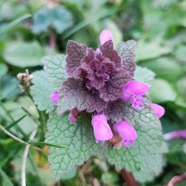 Lamium purpureum برگ