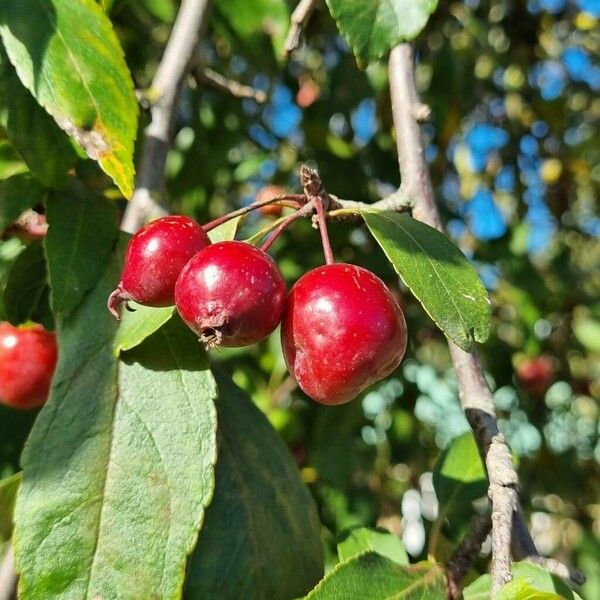 Malus hupehensis Vaisius