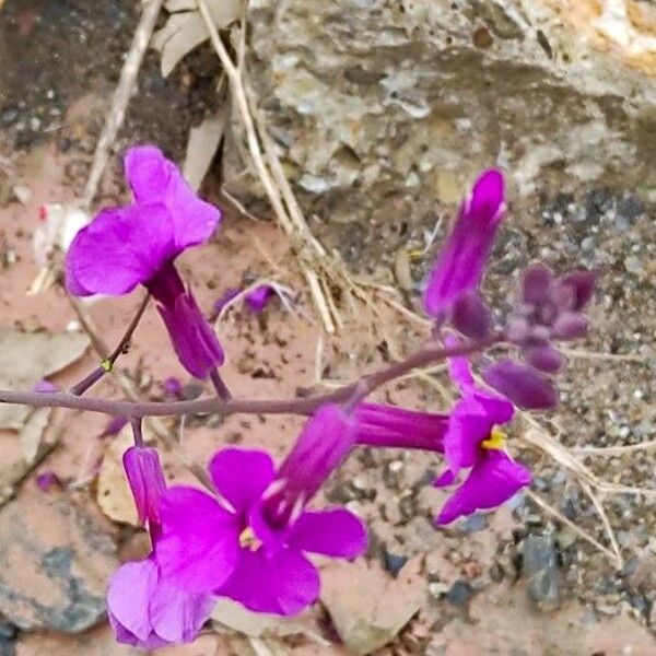 Moricandia moricandioides Blüte