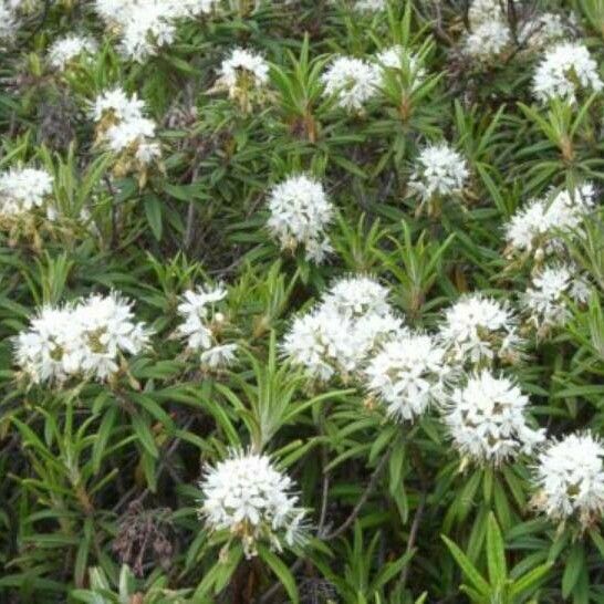 Ledum palustre Flower