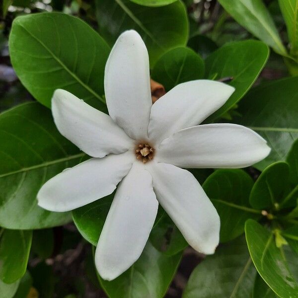 Gardenia taitensis Virág