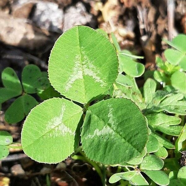 Trifolium repens Φύλλο