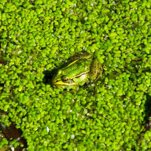 Lemna turionifera Φύλλο