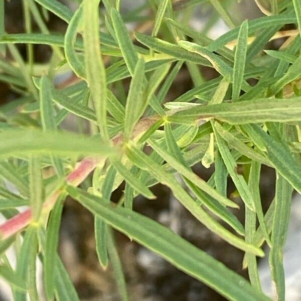 Epilobium dodonaei Liść