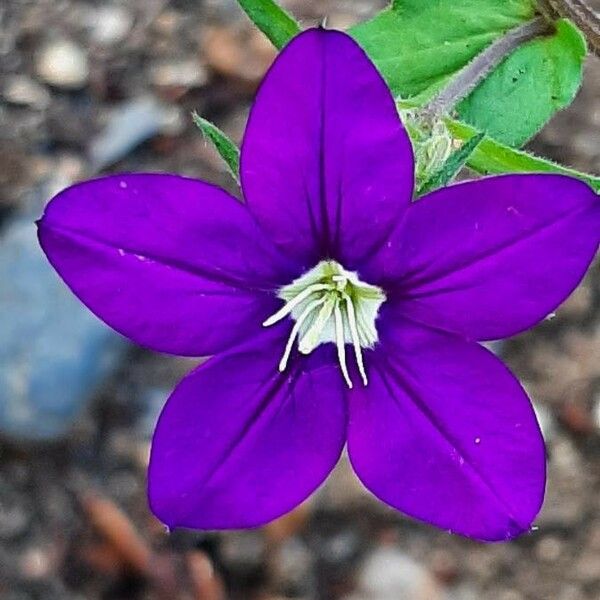 Legousia speculum-veneris Floare