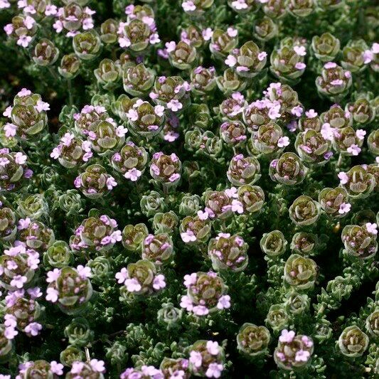 Thymus camphoratus Habitus