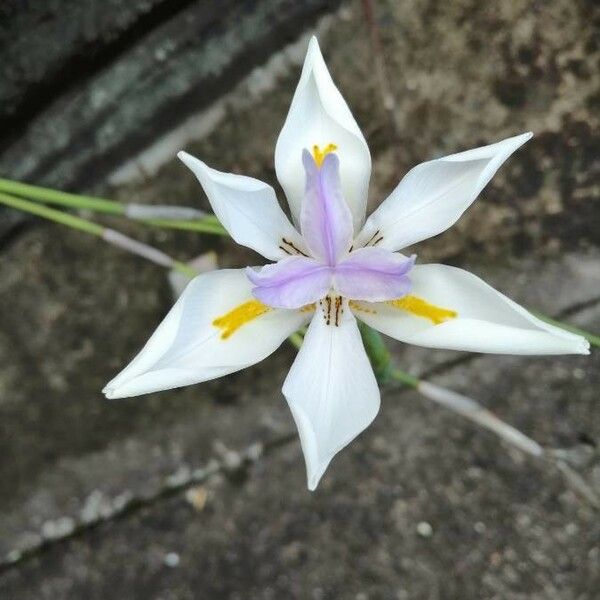 Dietes grandiflora Цвят