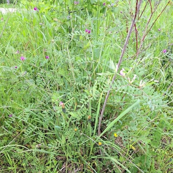 Vicia sativa Habit