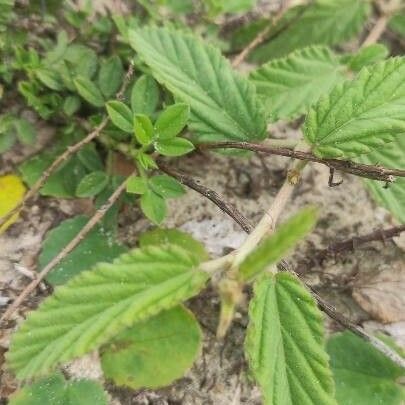 Melochia pyramidata Leaf