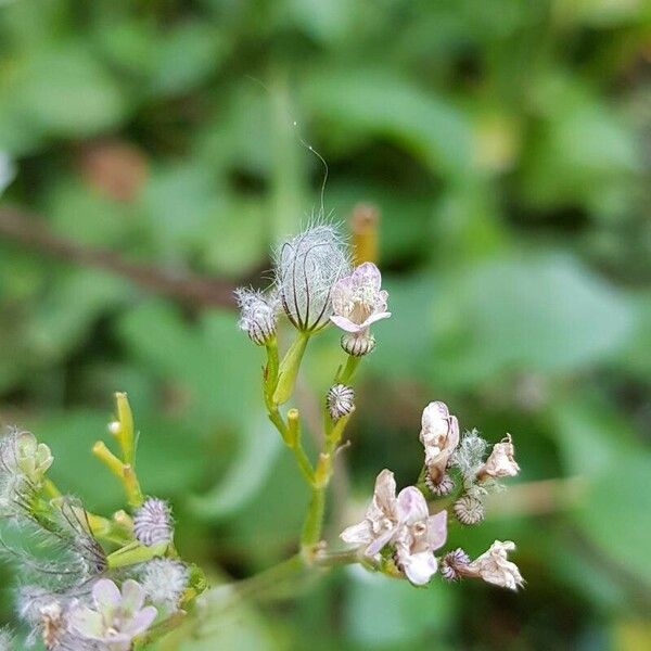 Valeriana tripteris 果實