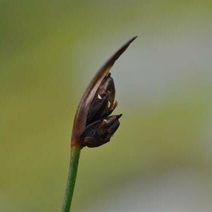 Juncus biglumis Fruit