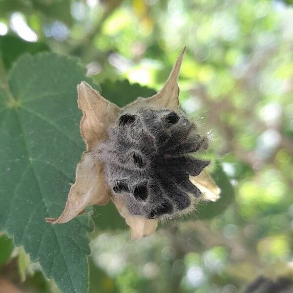 Abutilon grandifolium Fruit