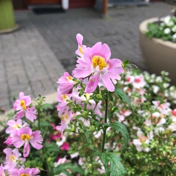 Schizanthus pinnatus ᱵᱟᱦᱟ