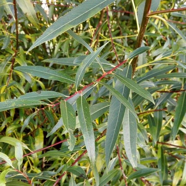 Salix purpurea Blad