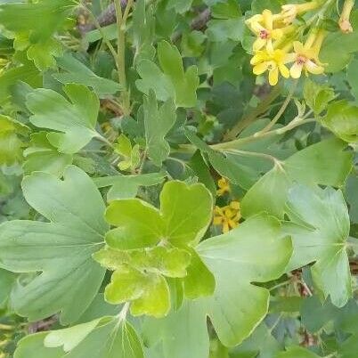 Ribes aureum 葉