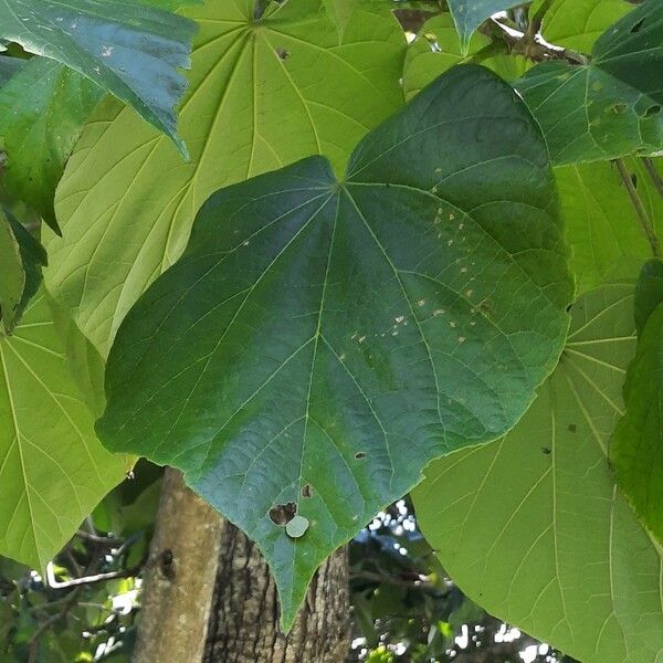 Hibiscus tiliaceus Leaf