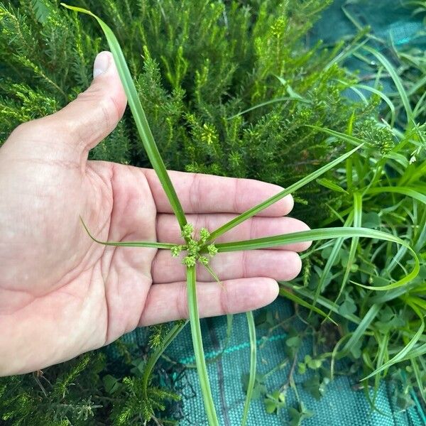 Cyperus eragrostis Flower