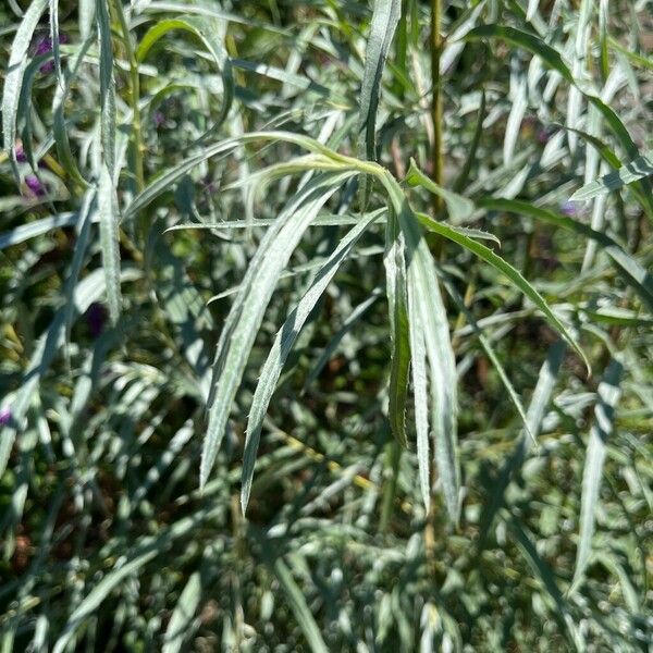 Salix exigua 葉