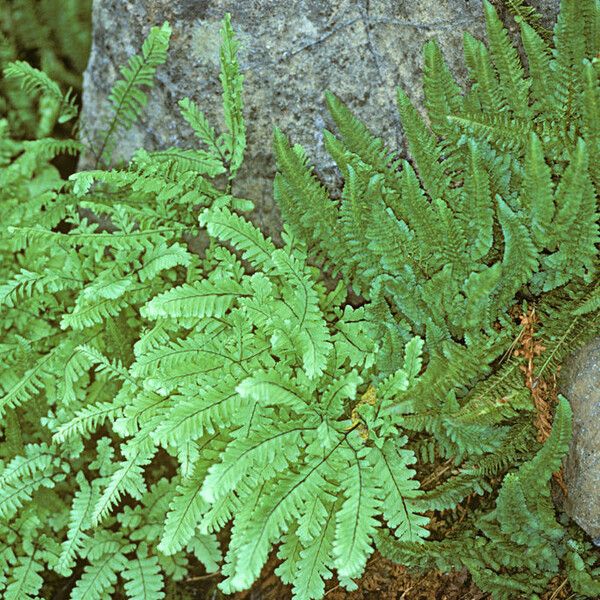 Polystichum lemmonii Habit