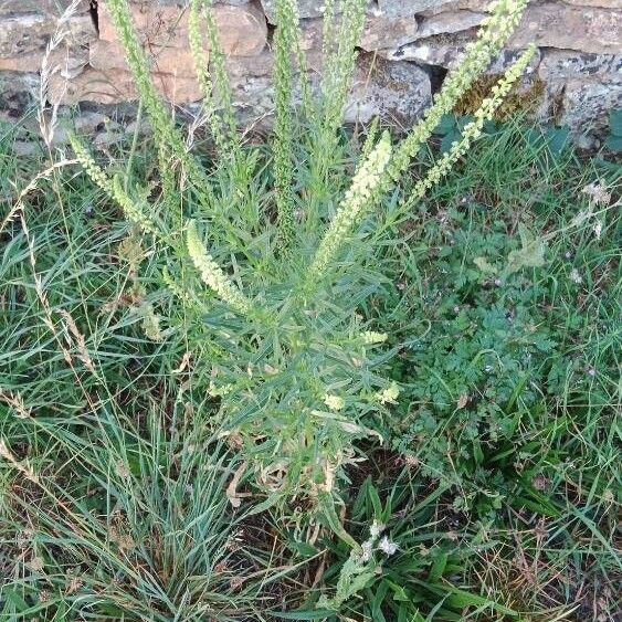 Reseda luteola 形态