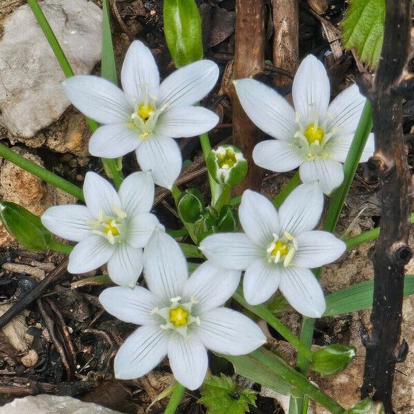 Ornithogalum exscapum Lorea