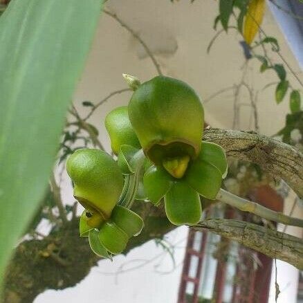 Catasetum maculatum Blomma