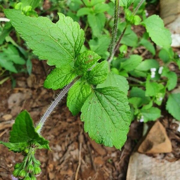 Ageratum conyzoides Leaf