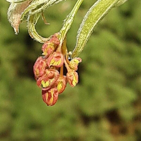 Acer palmatum 花