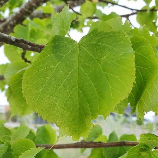 Tilia cordata Lehti