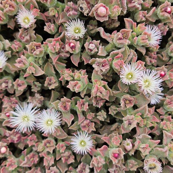 Mesembryanthemum crystallinum Kukka