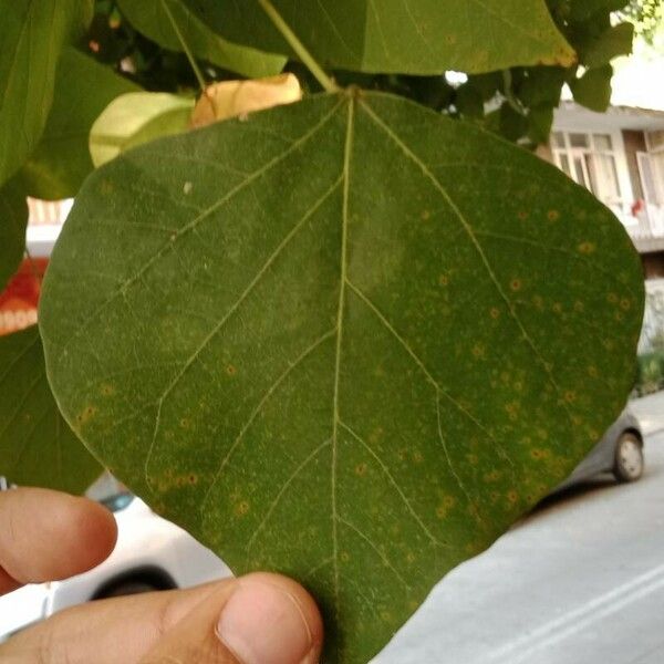 Erythrina variegata Fuelha