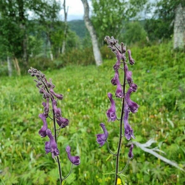 Aconitum septentrionale 花