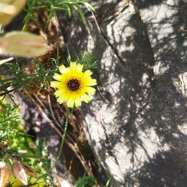 Tolpis barbata Flower