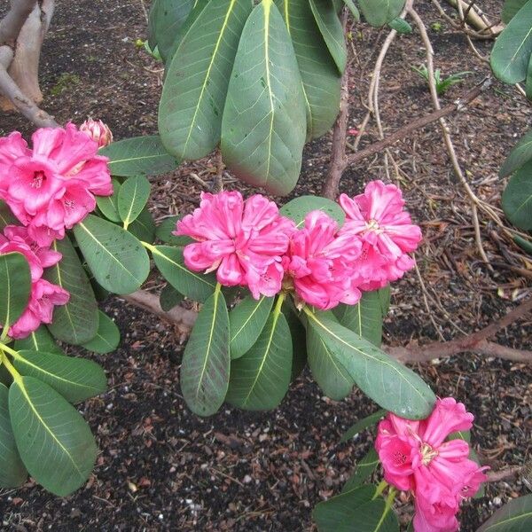 Rhododendron cerasinum Kwiat