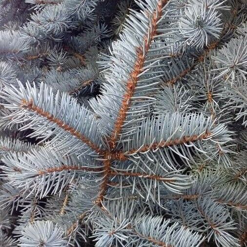 Picea pungens Fulla