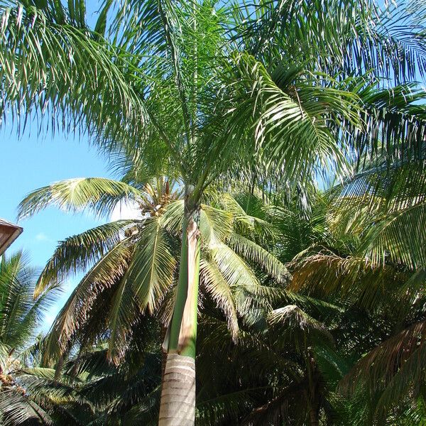 Roystonea borinquena Staniste