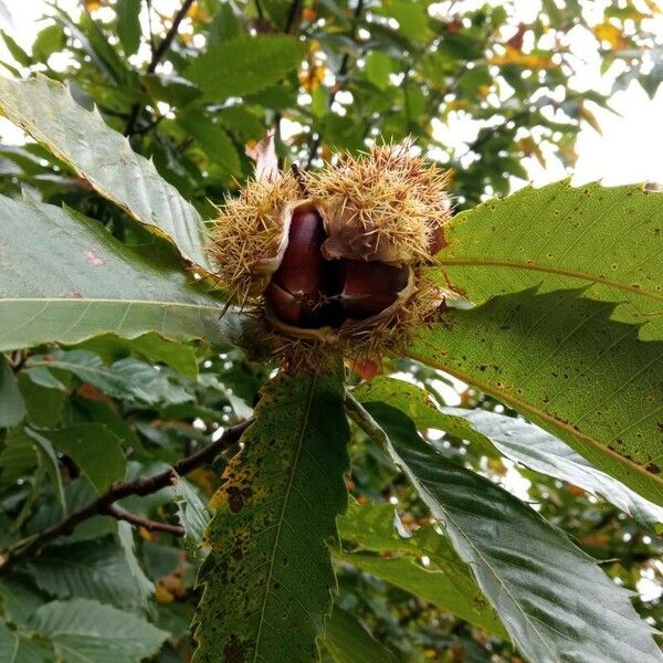 Castanea sativa Fruto