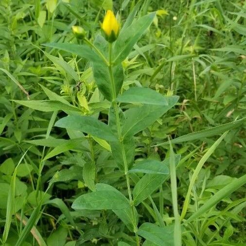 Silphium integrifolium পাতা